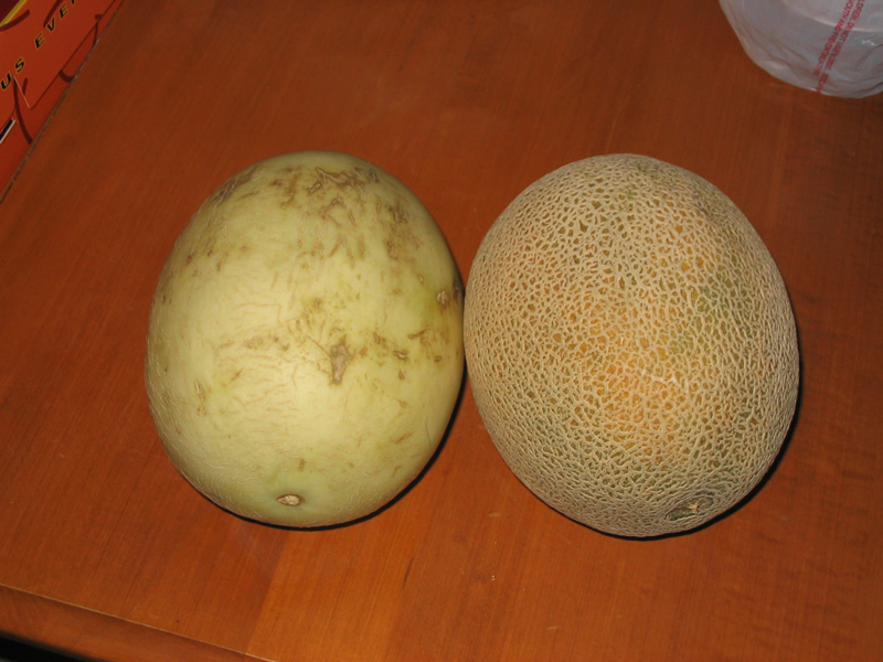 celiasmelons.jpg